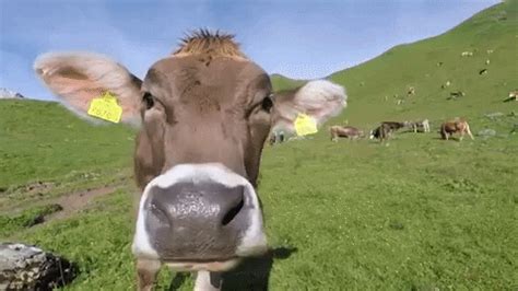 cow gif